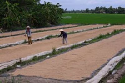 Nông dân phơi lúa trên một cánh đồng ở huyện Phú Nhuận, tỉnh Tiền Giang, ảnh chụp trước đây. AFP photo.