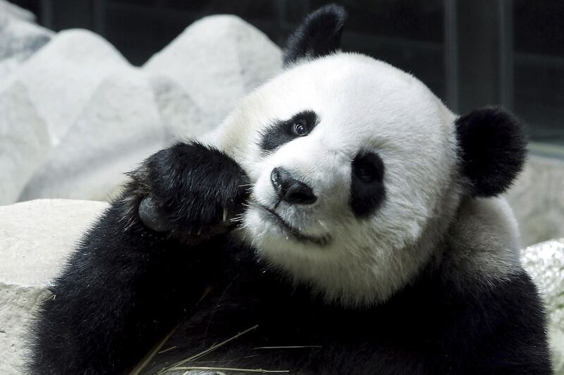 Lin Hui, a female panda on a 10-year loan from China is seen eating bamboo at the Chiang Mai Zoo in Chiang Mai province, northern Thailand, Sept. 23, 2005. (Apichart Weerawong/AP/File)