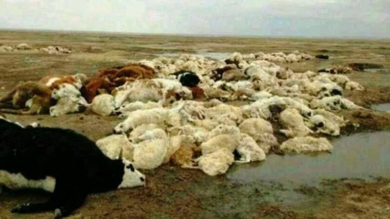 Predatory mining of minerals in the Xilin Gol area of Inner Mongolia has caused pollution that has created desperate situation for local herdsmen.