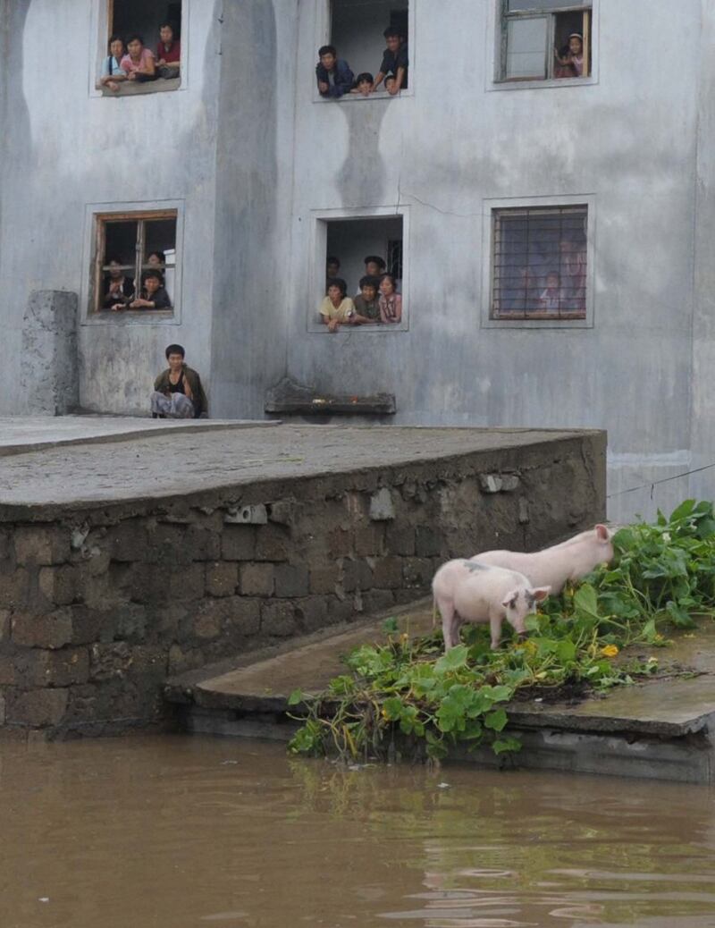 flood_pig.jpg