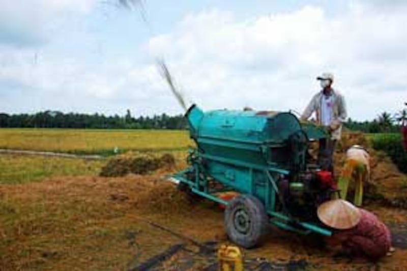 Suốt lúa vụ Đông Xuân 2010 ở ĐBSCL. Photo By Bay Van Tran.