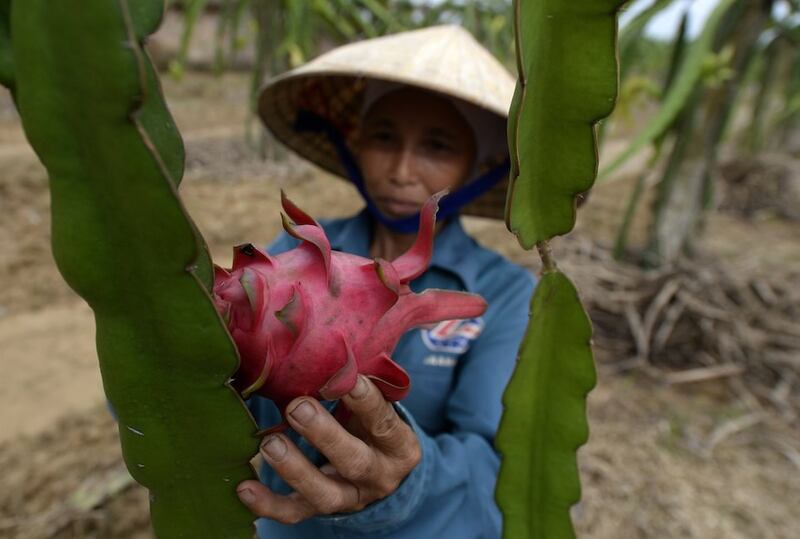 Hình minh hoạ. Hình chụp hôm 24/7/2013: một nông dân đang chăm vườn thanh long ở Thanh Hoá