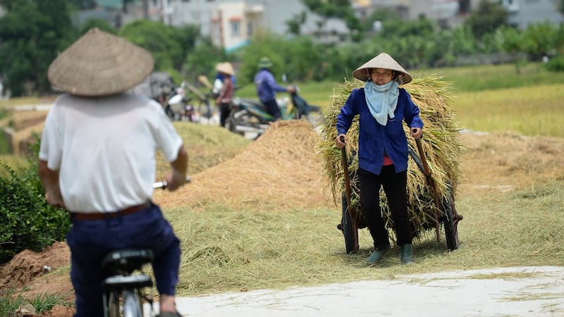 Ảnh minh họa chụp tại ngoại thành Hà Nội năm 2017. 