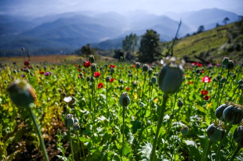 Poppy fields stretch across pastures in mountainous Shan State, Myanmar in 2019. Myanmar reclaimed the spot as the world's biggest opium producer according to the UNODC Opium Survey for 2023. (Ye Aung Thu/AFP)