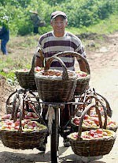 CHINA-APPLES-150.jpg