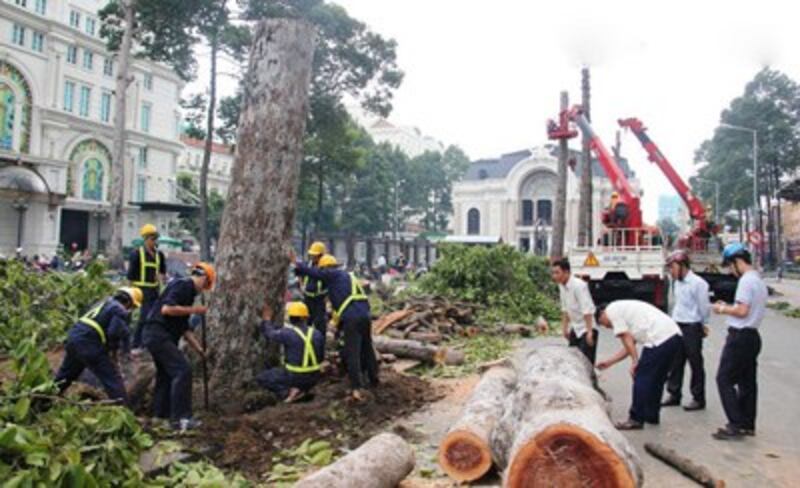 Hàng loạt cây cổ thụ có tuổi đời vài chục, thậm chí cả trăm tuổi ở TP HCM đang là báu vật cần được bảo tồn, chăm dưỡng...(Kienthuc.net.vn)