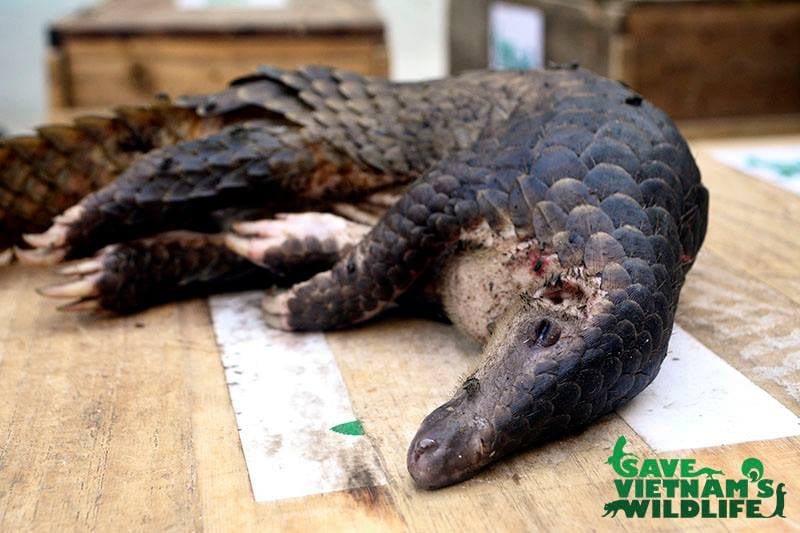 Pangolin--Save-VN-Wildlife.jpg