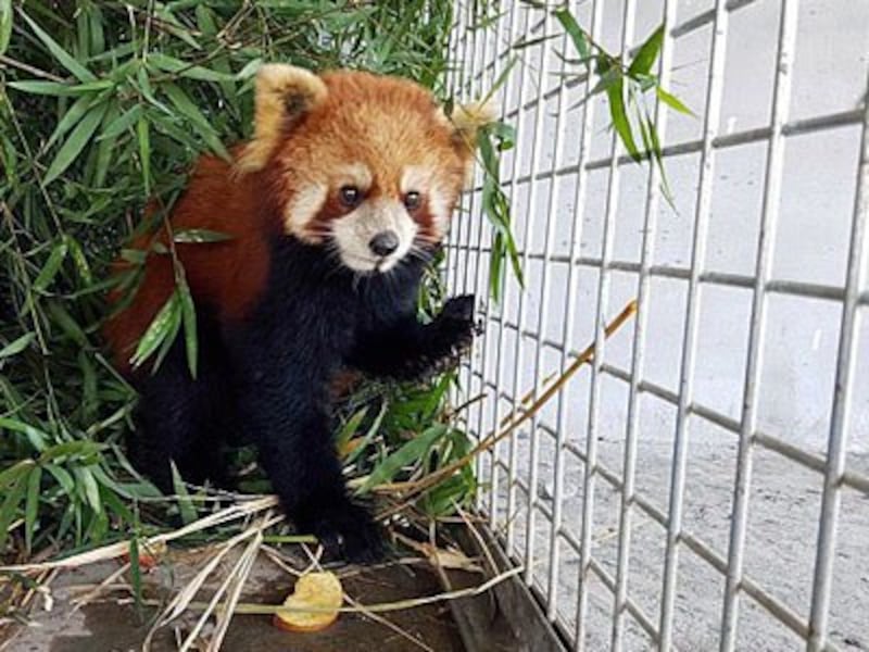 One of three surviving red pandas rescued from a van sits in a cage in a wildlife sanctuary in northern Laos' Luang Prabang province, Jan. 12, 2018.