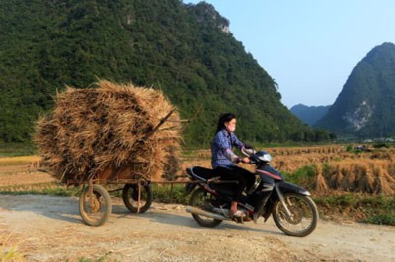 Một cô gái dân tộc Nùng đang chở rơm làm thức ăn cho trâu bò ở một tỉnh miền núi phía Bắc của tỉnh Cao Bằng hôm 21/10/2015. AFP photo