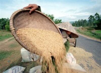 Nông dân Việt Nam thu hoạch lúa mùa. AFP photo