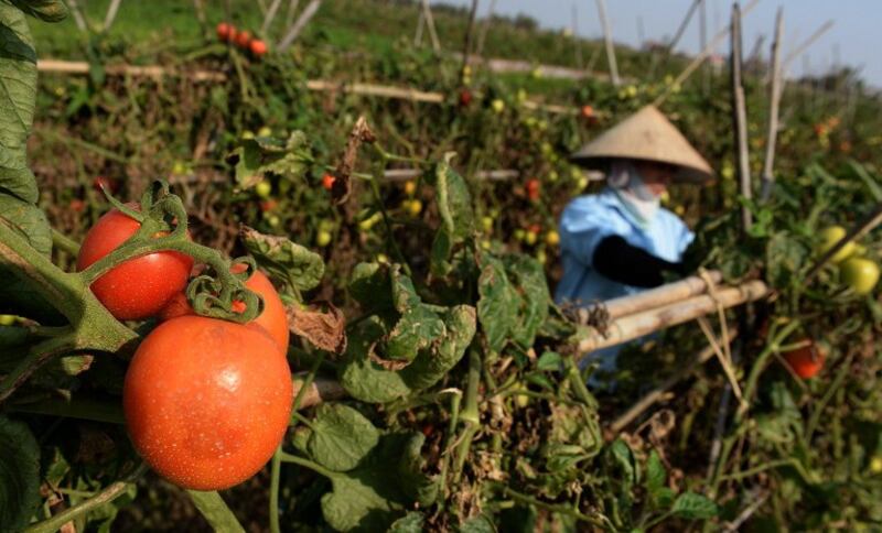 Nông dân thu hoạch cà chua ở phía Bắc tỉnh Bắc Ninh. Ảnh chụp ngày 1 Tháng ba năm 2016.