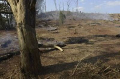 Cây rừng bị đốn bỏ ở Dak Lak hôm 12/03/2013. AFP PHOTO.