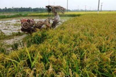 Một cánh đồng lúa chín vàng ở Hà Nội chụp ngày 11/6/2013. AFP photo