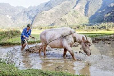 Thế kỷ 21, vẫn con trâu đi trước cái cầy theo sau...AFP