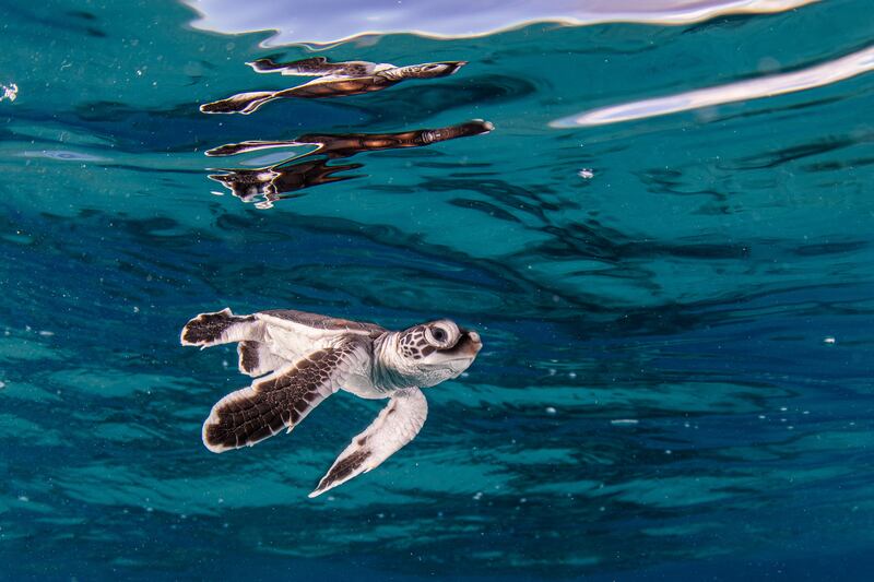 A green sea turtle hatchling swims for the first time in the lagoon of Bikar Atoll in the Marshall Islands in this undated photo received from National Geographic Pristine Seas on Jan. 28, 2025.