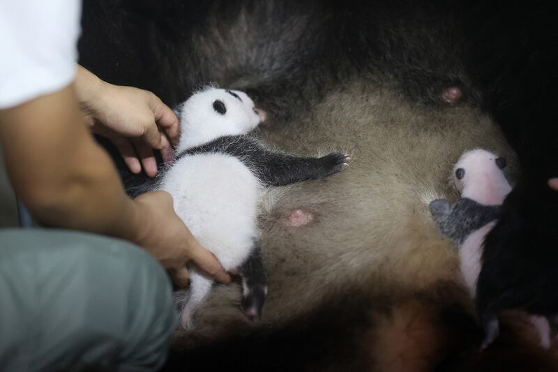 圈养大熊猫沦为“生育机器”，主要透过人工取精和受精产出子代。（法新社）