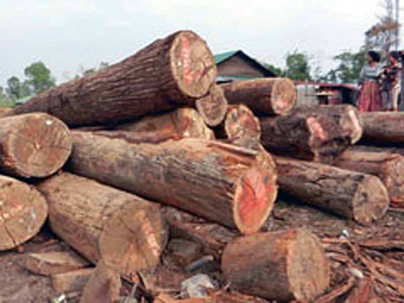 Harvested timber in Prey Lang Forest, central Cambodia's Kampong Thom province, March 2012.