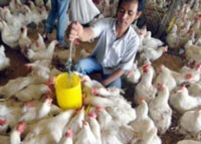 INDONESIA-BIRDFLU-200.jpg