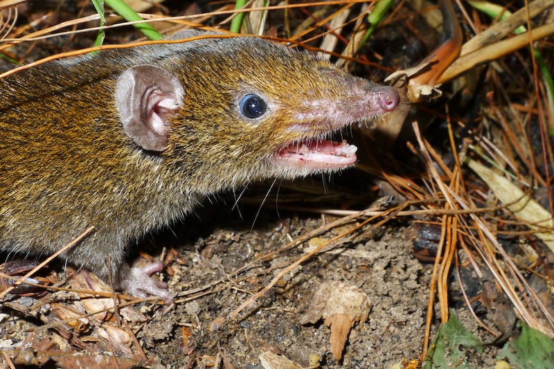 This undated photo released by World Wildlife Fund shows Hylomys macarong, a fanged furry hedgehog species found in Vietnam that was formally described from a specimen in the collection of the Smithsonian National Museum of Natural History.