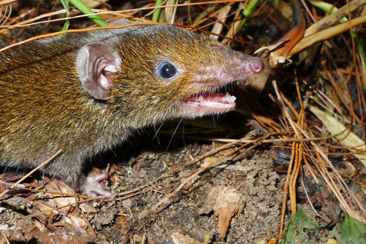 This undated photo released by World Wide Fund for Nature shows Hylomys macarong, a fanged furry hedgehog species found in Vietnam that was formally described from a specimen in the collection of the Smithsonian National Museum of Natural History.