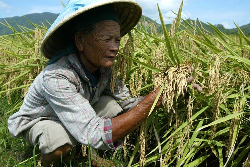 不同水稻品种的甲烷排放量不同，培育节水低碳稻蔚为农业趋势。（路透社）