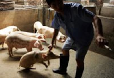 CHINA-HEALTH-PIGS-JAB-200.jpg