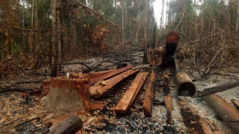 Chopped trees are seen at the Preah Roka Wildlife Sanctuary in Preah Vihear province, Cambodia, March 2021. Credit: Cambodian Youth Network