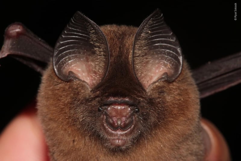 This undated photo released by World Wildlife Fund shows a tiny leaf-nosed bat, Hipposideros kingstonae, that is found in southern Thailand, Malaysia and Borneo.