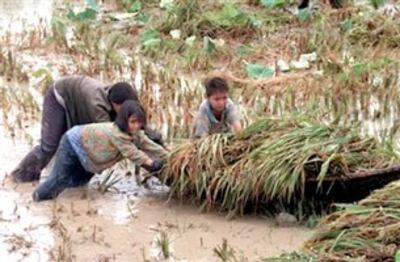 Nông dân chân lấm tay bùn (ảnh minh họa) AFP