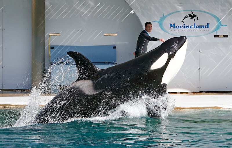 欧洲最大的水族馆、位在南法的Marineland今年元月5日结束营运，法国法令规定2026年起所有水族馆不得再圈养鲸豚。