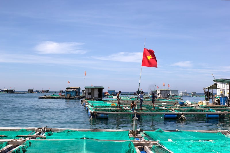 In recent years, dozens of households in Ly Son island district (Quang Ngai) have made cages and rafts for coastal aquaculture, raising lobsters, groupers and other seafood to serve markets in Vietnam's central provinces and for export. Photo: RFA