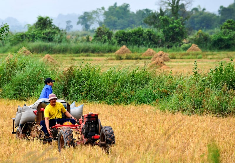 A farmer and his son harvest their rice field in Muang Sing, northern Laos, Oct. 13, 2009. (Voishmel/AFP)