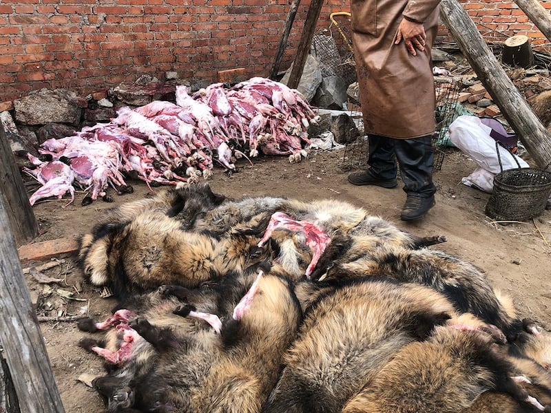 中国研究团队在皮草养殖场发现多种冠状病毒和流感病毒，两者也是新兴感染症的头号假想敌。（国际人道协会提供）