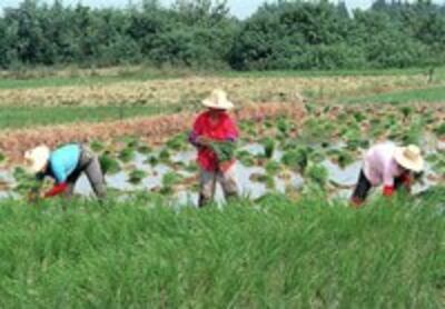 FARMERS-FIELD-200.jpg