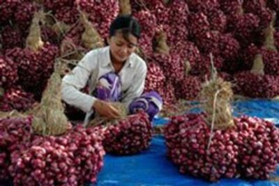 Một phụ nữ Vĩnh Châu trong mùa hành. Photo courtesy of vbard.com 