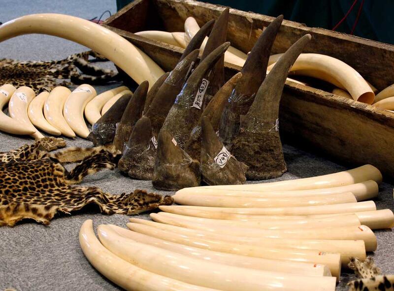 Confiscated rhino horns (top) and ivory tusks are displayed during a news conference at Hong Kong Customs in 2013. A total of 1,120 ivory tusks, 13 rhino horns and five pieces of leopard skin were found inside a container from Nigeria. (Reuters)