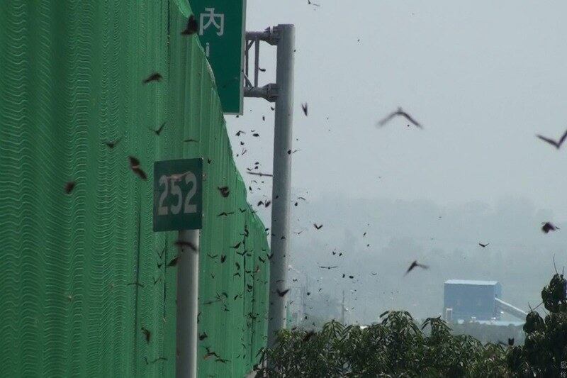 台湾高速公路局在国道3号林内段架设防护网，并在紫斑蝶飞越的高峰期启动封道措施。（台湾高速公路局提供）