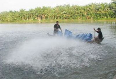 Những bao tải thực phẩm được đổ xuống cho cá tra ăn. Courtesy Dantri.com