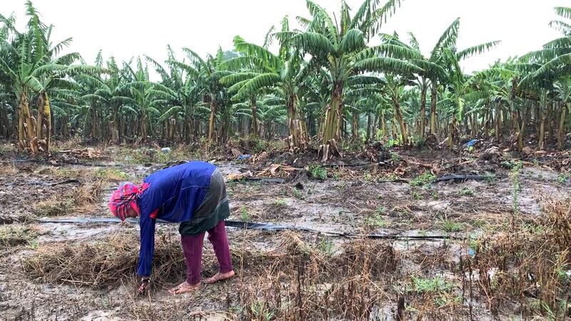 A laborer at a Chinese-invested banana plantation in the Sing district of Luang Namtha province in northern Laos, in May 2019. (RFA)