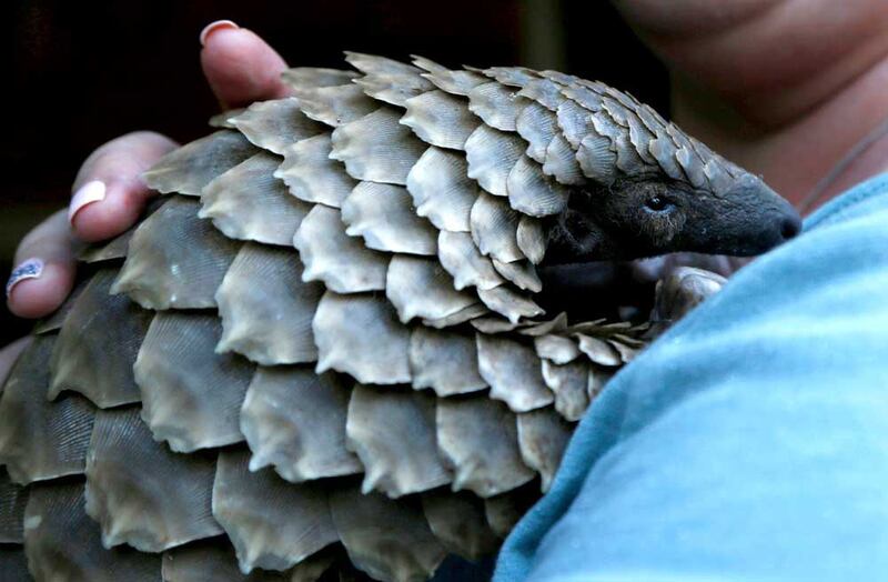 Pangolin scales are in high demand for Chinese traditional medicine. (Associated Press)