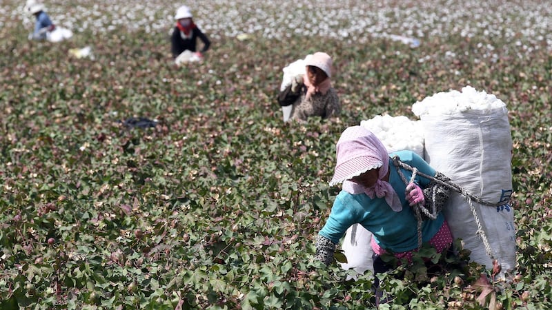 Farmers pick cotton in a field in Xinjiiang's Hami prefecture, in a file photo. AFP