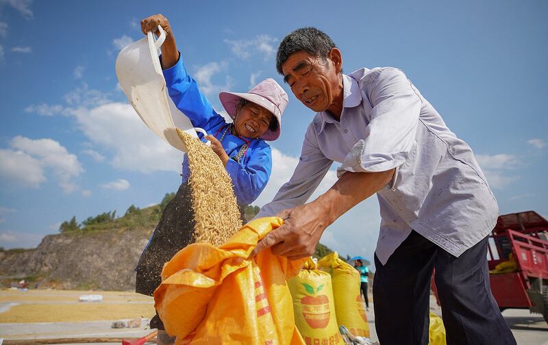 目前全球大米价格处于近10年的最高水平，圣婴年可能进一步推高米价。（法新社）