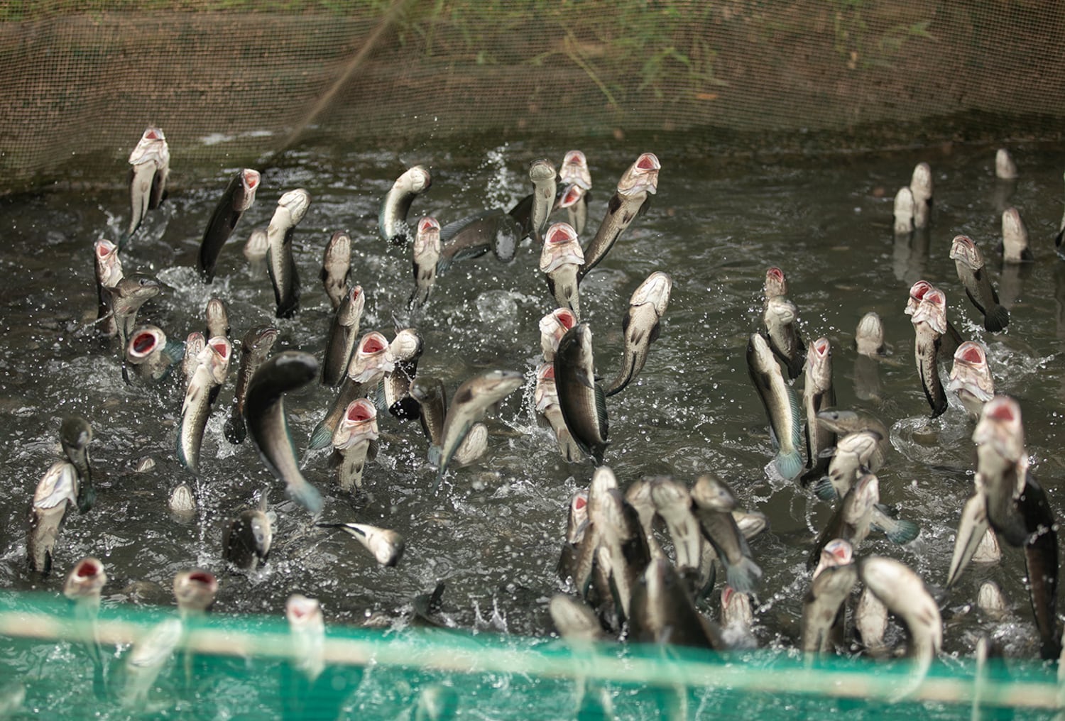 Dozens of fish leap out of the water during feeding time at a fish farm on Son Island in Vietnam's Mekong Delta.