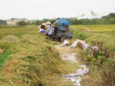 Máy gặt sử dụng trong nông nghiệp thường là loại máy không còn phù hợp...RFA