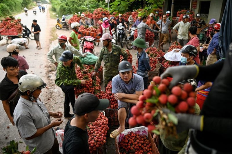 Traders buy lychees in Vietnam's Bac Giang province. AFP Photo