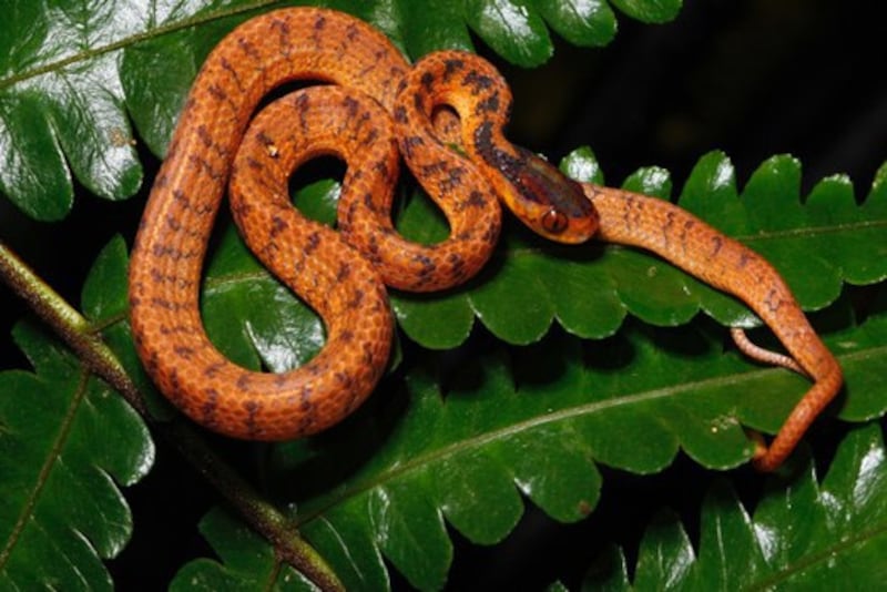 These 2015 photos of succulent bamboo Laobambos calcareus were taken in central Laos. Courtesy of WWF