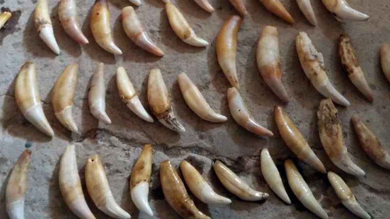 Jaguar canine teeth, which are trafficked to China and used in jewelry and as an aphrodisiac, in file photo released by Bolivia's Directorate of Biodiversity and Protected Areas. 