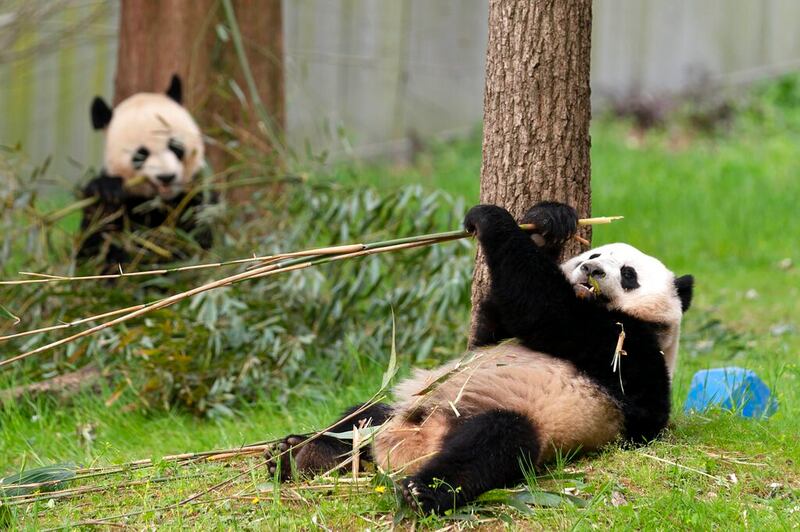 04 China US National Zoo pandas.jpg