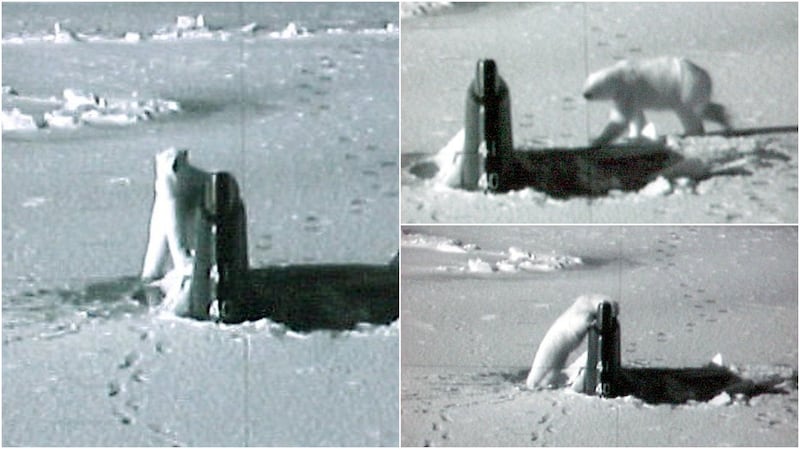 A polar bear stalked the submarine USS Connecticut in the Arctic in 2003. Credit: U.S. Naval Institute