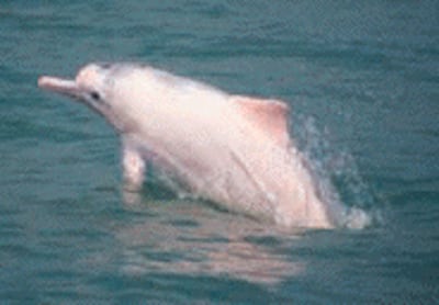 pink_dolphin.gif